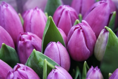 特写摄影的紫色郁金香花
